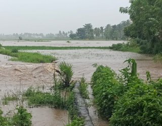 Terendam Banjir, Puluhan Hektare Sawah di Jeneponto Terancam Gagal Panen