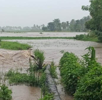 Terendam Banjir, Puluhan Hektare Sawah di Jeneponto Terancam Gagal Panen