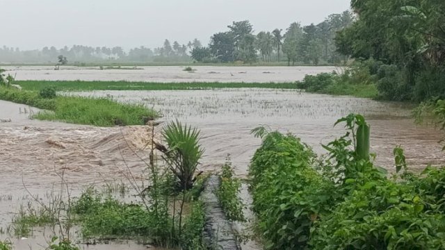 Area persawahan di desa Lentu, Kecamatan Bontoramba, kabupaten Jeneponto direndam banjir, akibatnya terancam gagal panen. Selasa (14/02/2023). (FOTO. Andi Nurul Gaffar/Republiknews.co.id)