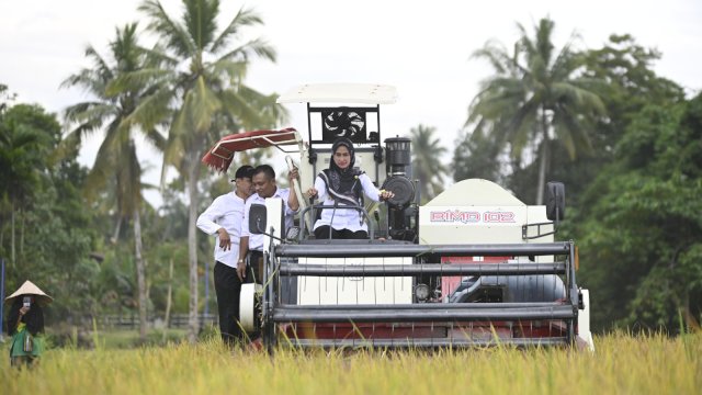 Bupati Luwu Utara Indah Putri Indriani saat panen di Desa Banyuurib. Rabu (15/02/2023) FOTO/PROTOKOL LUWU UTARA