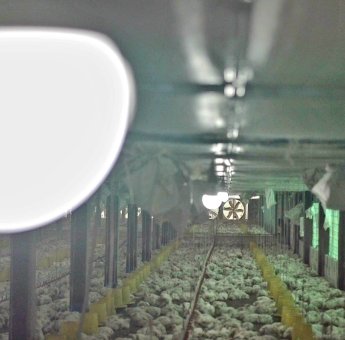 Gunakan Listrik PLN, Peternak Ayam di Gowa Hemat Hingga 30 Persen