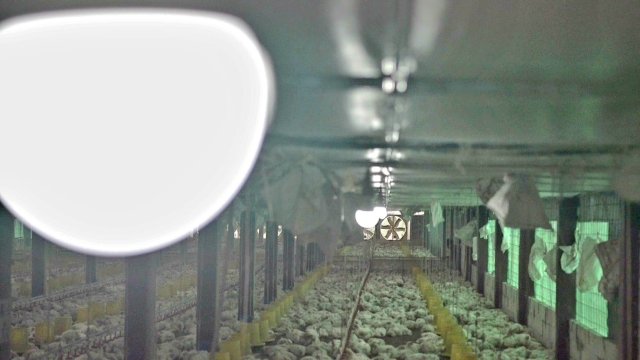 Gunakan Listrik PLN, Peternak Ayam di Gowa Hemat Hingga 30 Persen