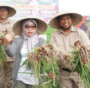 Kembangkan Varietas Lokananta, Pemkab Gowa Siap Menuju Swasembada Bawang Merah