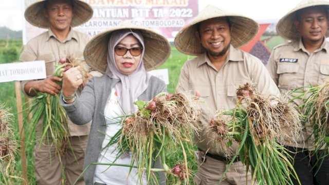 Sekretaris Daerah Kabupaten Gowa Kamsina didampingi Kepala Dinas Tanaman Pangan dan Hortikultura Kabupaten Gowa, Muh. Fajaruddin saat menghadiri Panen Perdana Bawang Merah pada Kegiatan Bantuan Belanja Tak Terduga (BTT) 2022, di Desa Bolaromang, Kecamatan Tombolo Pao, kemarin. (Dok. Humas Gowa)