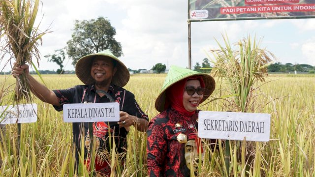 Pemerintah Kabupaten Gowa menjadi salah satu daerah di Sulawesi Selatan yang ikut ambil bagian dalam program Panen Padi Nusantara yang digagas pemerintah pusat melalui Kementan RI. (Dok. Humas Gowa)