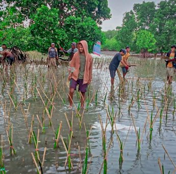 Tanam Mangrove di Desa Polewali Bone, DKP Sulsel Target 154 Ribu Pohon di Wilayah Bosowasi