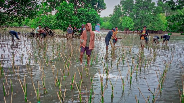 Penanaman 154 ribu Pohon Mangrove di Desa Polewali Kabupaten Bone. (Istimewa)