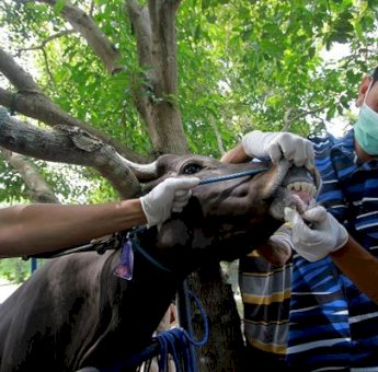 Cegah Penularan Penyakit Jembrana, Bupati Luwu Utara Keluarkan Surat Edaran