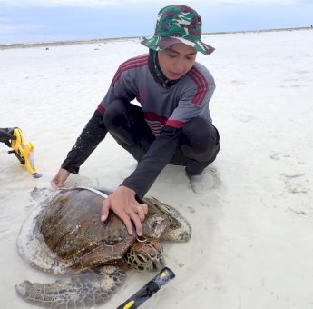 Ciptakan Habitat Penyu yang Sehat, FIKP Unhas Lakukan Penelitian di Perairan Kepulauan Balabalakang