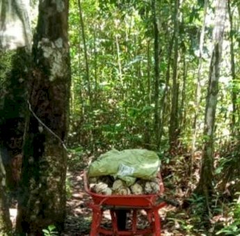 Anggota DPRD Sebut Karet Akan Punah 10 Tahun Kedepan