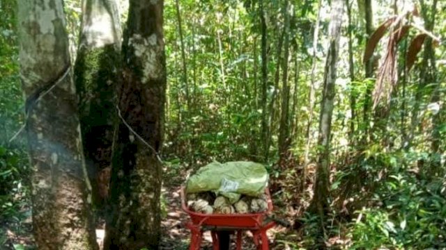 Salah satu kebun karet milik warga di Kabupaten Kotawaringin Timur, Kalimantan Tengah. (Istimewa)