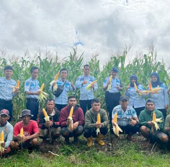 Gagas Pembinaan Kemandirian WBP Rutan Sengkang, Kini Berhasil Panen Jagung Untuk Pakan Ternak