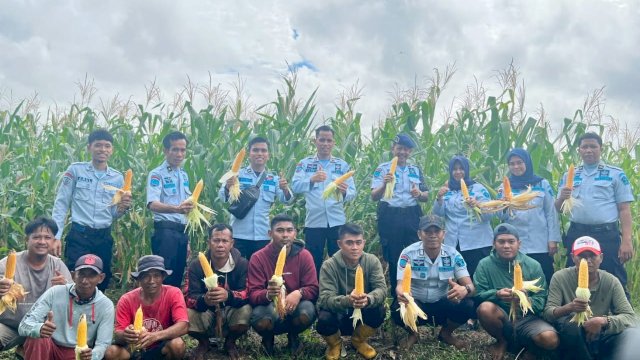 Proses panen jagung untuk pakan ternak yang dilakukan Rutan Sengkang bersama warga binaan di Desa Paria, Kecamatan Majauleng, kemarin. (Dok. Humas Kanwil Kemenkumham Sulsel)