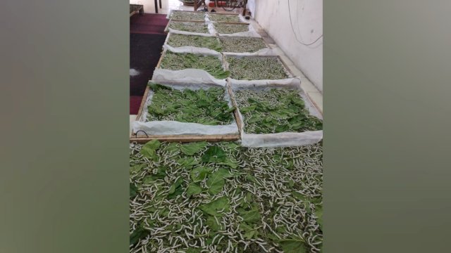 20 Tahun Vakum, Wajo Kembali Produksi Kokon Sutera