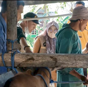 Dinas PKP Pemkot Parepare Perketat Pengawsan Hewan Ternak Jelang Iduladha