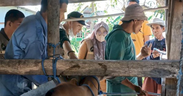 Dinas PKP Pemkot Parepare Perketat Pengawsan Hewan Ternak Jelang Iduladha