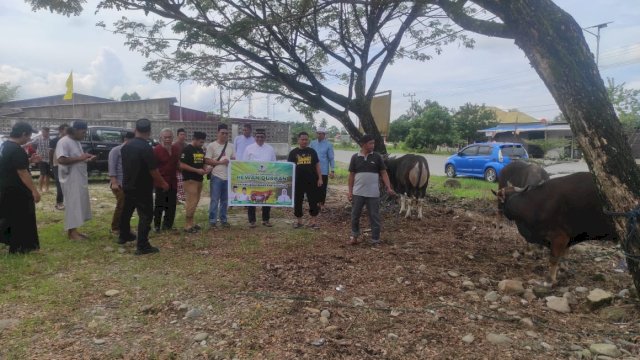 Anggota DPR RI Fraksi Golkar, Muhammad Fauzi melihat sapi qurban miliknya sebelum di Sembelih di Kecamatan Masamba. Kamis (29/6/2023)