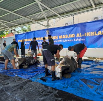Perayaan Idul Adha 2023, Kanwil Kemenkumham Sulsel Kurban 14 Ekor Sapi