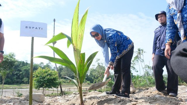 Bupati Luwu Utara Indah Putri Indriani saat menanam bibit pohon kelapa di Bantaran Sungai Masamba. 