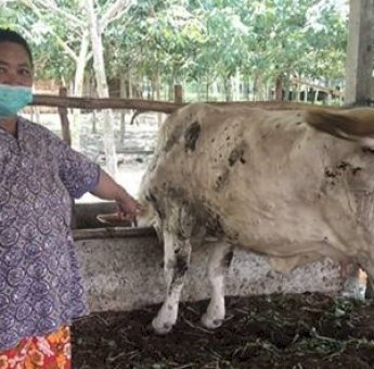 Plt Dirut RPH Ingatkan Masyarakat Waspada Penyakit Sapi Jelang Idul Qurban