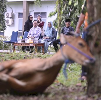 Iduladha 1444 H, 1.213 Hewan Qurban Dipotong di Kabupaten Luwu Utara