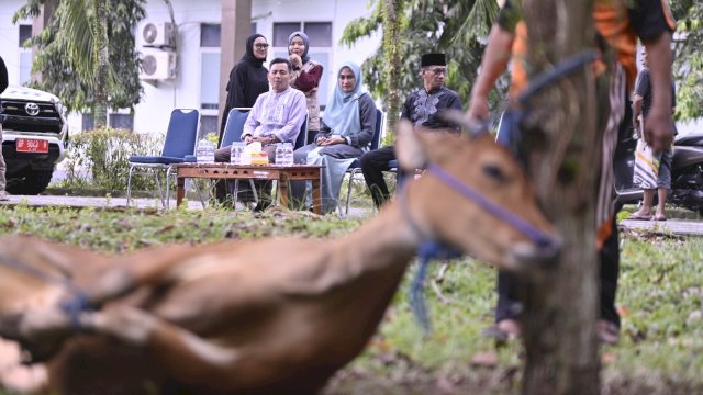 Bupati Luwu Utara Indah Putri Indriani di dampingi Sekretaris Daerah Luwu Utara, Armiadi menyaksikan penyembelihan hewan qurban di kompleks kantor bupati Luwu Utara. 