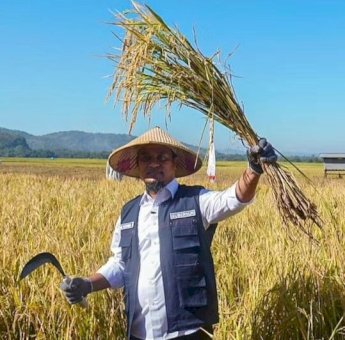 Di Maros, Gubernur Andi Sudirman Bersama Petani Panen dan Tanam Padi Program Mandiri Benih