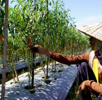 Gunakan Listrik PLN, Petani di Sulsel Untung Berkali Lipat