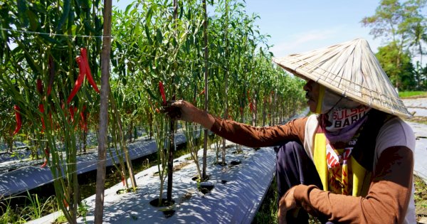 Gunakan Listrik PLN, Petani di Sulsel Untung Berkali Lipat