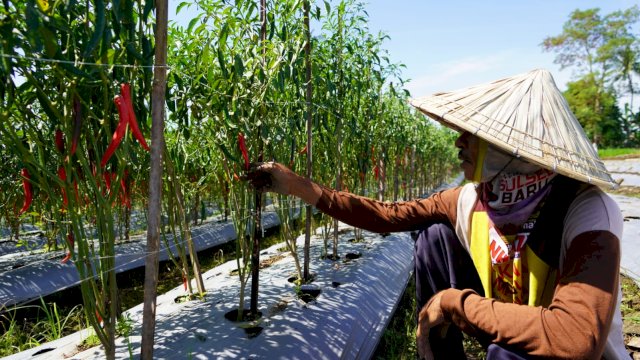 Salah seorang petani tengah memanen cabai di Desa Kampili, Kabupaten Gowa.