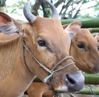 Ratusan Ekor, Asuransi Usaha Ternak di Sinjai Belum Dibayarkan