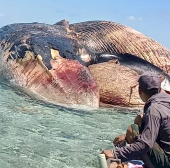 Kemunculan Ikan Raksasa Hebohkan Warga Karumpa Kepulauan Selayar