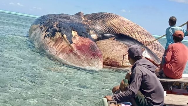 Warga saat menghampiri Ikan Paus, Sabtu (19/08/2023). (Istimewa)