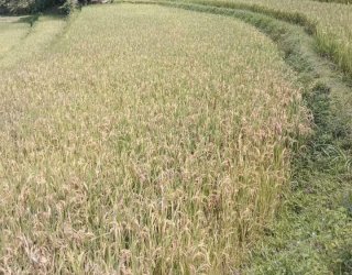 Penyakit Blas Serang 28,6 Hektar Tanaman Padi di Sinjai