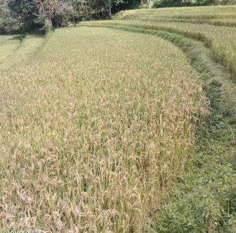 Penyakit Blas Serang 28,6 Hektar Tanaman Padi di Sinjai