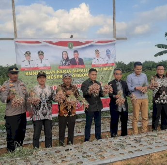 Ungkit Produktivitas Bawang Merah Kutim Dengan Bibit Bersertifikat