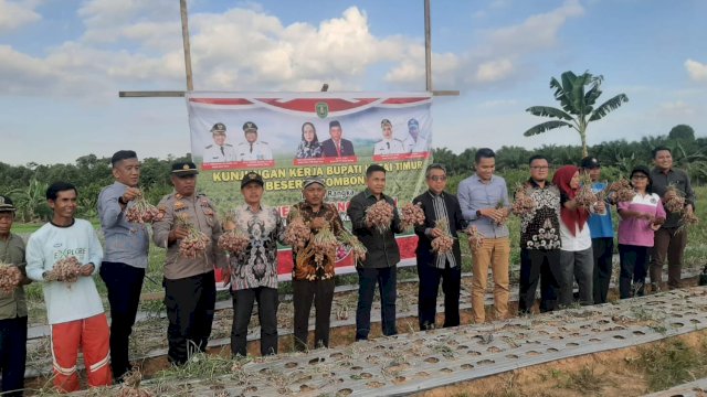 Bupati Kutai Timur Ardiansyah Sulaiman, saat melakukan panen bawang merah di Kecamatan Rantau Pulung, Sabtu (26/08/2023). (Istimewa)