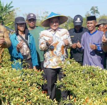 Pj Gubernur Bahtiar Panen Cabai Varietas Cakra Putih, Petani: Alhamdulillah, Hasilnya Bisa Buat Naik Haji