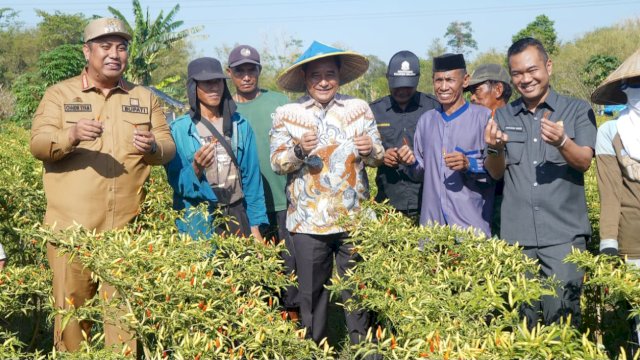 Pj Gubernur Sulsel Bahtiar Baharuddin, saat melakukan panen cabai varietas cakra putih di kebun seluas 50 hektare, di Kabupaten Maros, Senin (02/10/2023). (Istimewa)