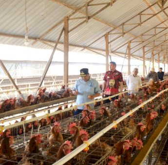 Pengembangan Ternak Ayam Petelur dan Boiler Pacu Potensi Peternakan di Gowa