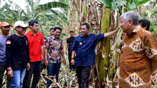 Pj Gubernur Sulsel Bahtiar Baharuddin, bersama Bupati Pinrang Andi Irwan Hamid, saat menemui petani di Kawasan Pengembangan Hortikultura Kampung Pisang, Desa Makkawaru, Kecamatan Mattiro Bulu, Kamis (02/11/2023). (Istimewa)