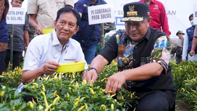 Pj Gubernur Sulsel Bahtiar Baharuddin, saat mengikuti panen raya cabe di Desa Loa, Kabupaten Wajo. Sabtu (03/11/2023). (Istimewa)
