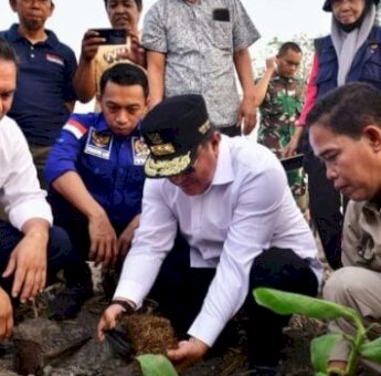 Kawasan Budidaya Pisang Bakal Digalakkan di Sidrap, Syaharuddin Alrif Sebut Lahan Kosong Harus Diisi