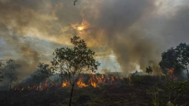 Ilustrasi kebakaran Hutan di Kalimantan. (Istimewa)
