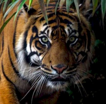 Warga Samarinda Tewas Diterkam Harimau Peliharaan Majikan, Sebagian Tubuh Hilang