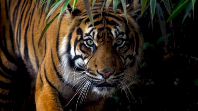 Warga Samarinda Tewas Diterkam Harimau Peliharaan Majikan, Sebagian Tubuh Hilang