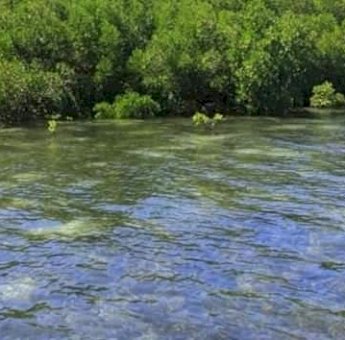 Desa Saliki Gandeng Pemprov Kaltim Kembangkan Wisata Mangrove
