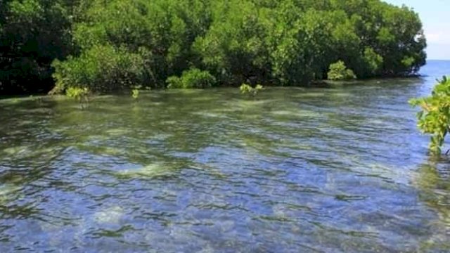 Hutan mangrove di Desa Saliki, Kabupaten Kutai Kartanegara, berpotensi dijadikan lokasi pariwisata. (Foto: Budi Kurniawan / Republiknews.co.id)