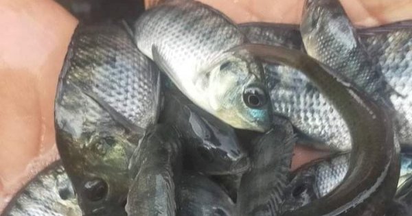 Sukses Desa Ponoragan, Transformasi dari Petani Menjadi Pembibit Ikan Air Tawar