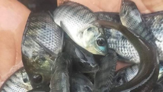 Ikan air tawar hasil budidaya warga Desa Ponaragan, Kecamatan Loa Kulu. (Foto: Budi Kurniawan / Republiknews.co.id)